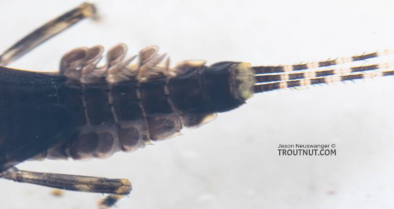 Serratella micheneri (Ephemerellidae) (Little Dark Hendrickson) Mayfly Nymph from Mystery Creek #199 in Washington