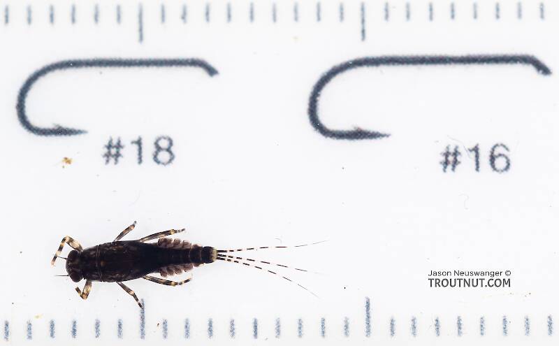 Ruler view of a Serratella micheneri (Ephemerellidae) (Little Dark Hendrickson) Mayfly Nymph from Mystery Creek #199 in Washington The smallest ruler marks are 1 mm.