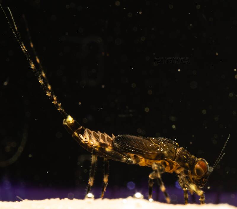 Lateral view of a Serratella micheneri (Ephemerellidae) (Little Dark Hendrickson) Mayfly Nymph from Mystery Creek #199 in Washington