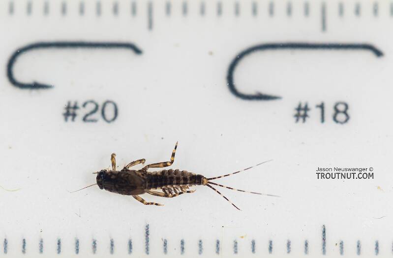 Ruler view of a Serratella micheneri (Ephemerellidae) (Little Dark Hendrickson) Mayfly Nymph from Mystery Creek #199 in Washington The smallest ruler marks are 1 mm.