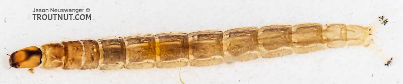 Lateral view of a Chironomidae (Midge) True Fly Larva from Mystery Creek #199 in Washington