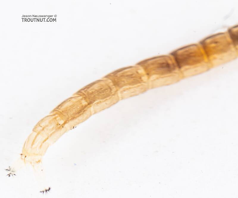 Chironomidae (Midge) True Fly Larva from Mystery Creek #199 in Washington