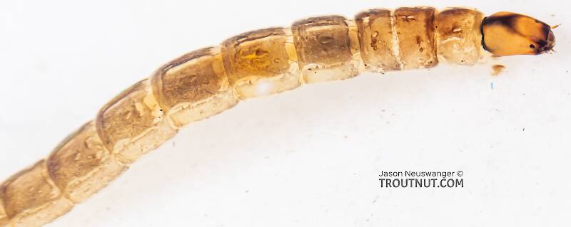Chironomidae (Midge) True Fly Larva from Mystery Creek #199 in Washington