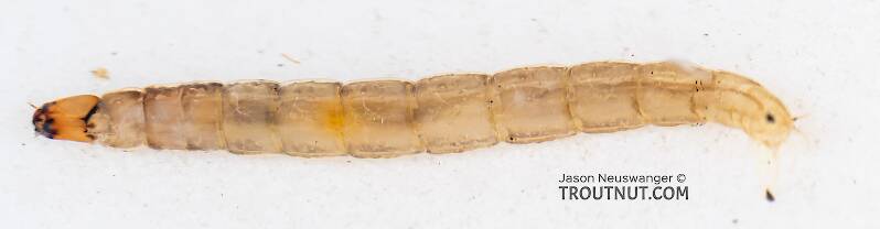 Ventral view of a Chironomidae (Midge) True Fly Larva from Mystery Creek #199 in Washington