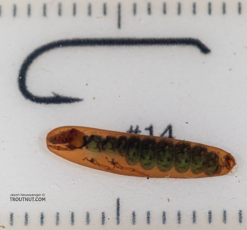 Rhyacophila (Rhyacophilidae) (Green Sedge) Caddisfly Pupa from Mystery Creek #199 in Washington