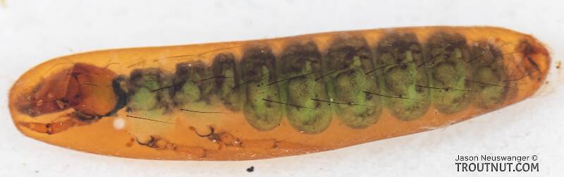 Rhyacophila (Green Sedge) Caddisfly Pupa