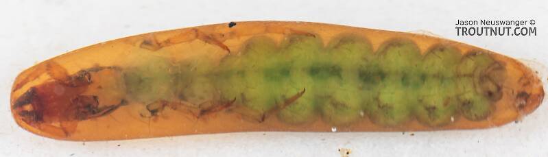 Rhyacophila (Rhyacophilidae) (Green Sedge) Caddisfly Pupa from Mystery Creek #199 in Washington