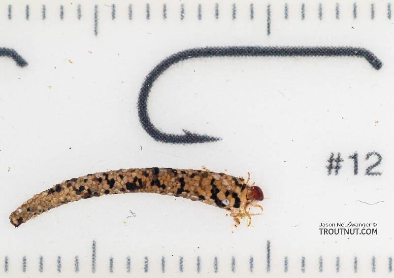 Ruler view of a Lepidostoma (Lepidostomatidae) (Little Brown Sedge) Caddisfly Larva from Mystery Creek #199 in Washington The smallest ruler marks are 1 mm.