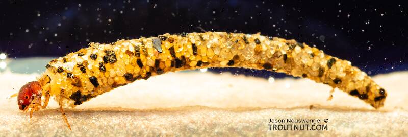 Case view of a Lepidostoma (Lepidostomatidae) (Little Brown Sedge) Caddisfly Larva from Mystery Creek #199 in Washington
