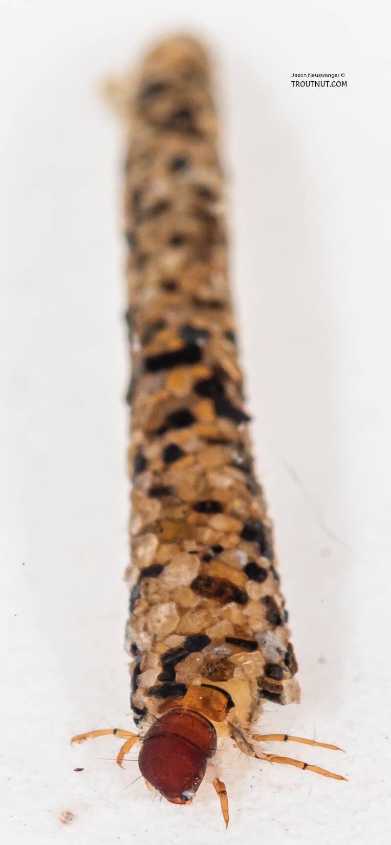 Lepidostoma (Lepidostomatidae) (Little Brown Sedge) Caddisfly Larva from Mystery Creek #199 in Washington