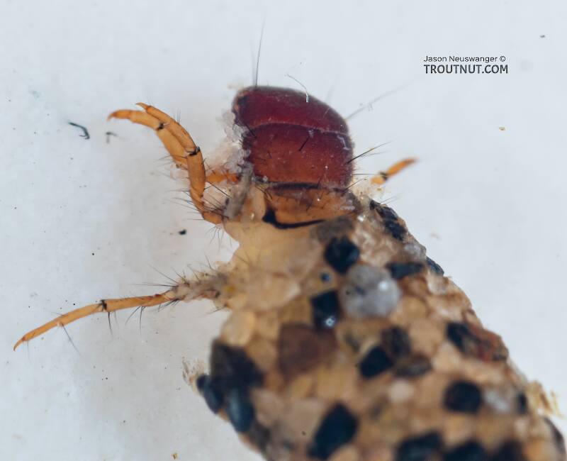 Lepidostoma (Lepidostomatidae) (Little Brown Sedge) Caddisfly Larva from Mystery Creek #199 in Washington