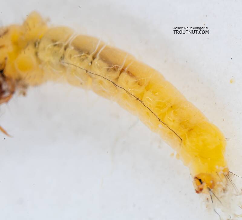 Lateral view of a Lepidostoma (Lepidostomatidae) (Little Brown Sedge) Caddisfly Larva from Mystery Creek #199 in Washington