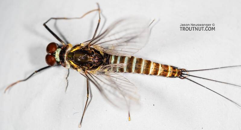 Dorsal view of a Male Drunella coloradensis (Ephemerellidae) (Small Western Green Drake) Mayfly Spinner from Mystery Creek #199 in Washington