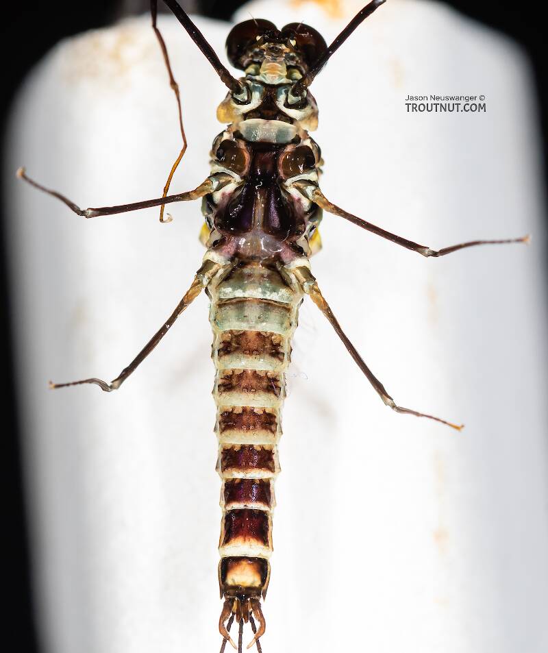 Ventral view of a Male Drunella coloradensis (Ephemerellidae) (Small Western Green Drake) Mayfly Spinner from Mystery Creek #199 in Washington