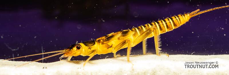 Lateral view of a Kogotus nonus (Perlodidae) (Smooth Springfly) Stonefly Nymph from Mystery Creek #199 in Washington