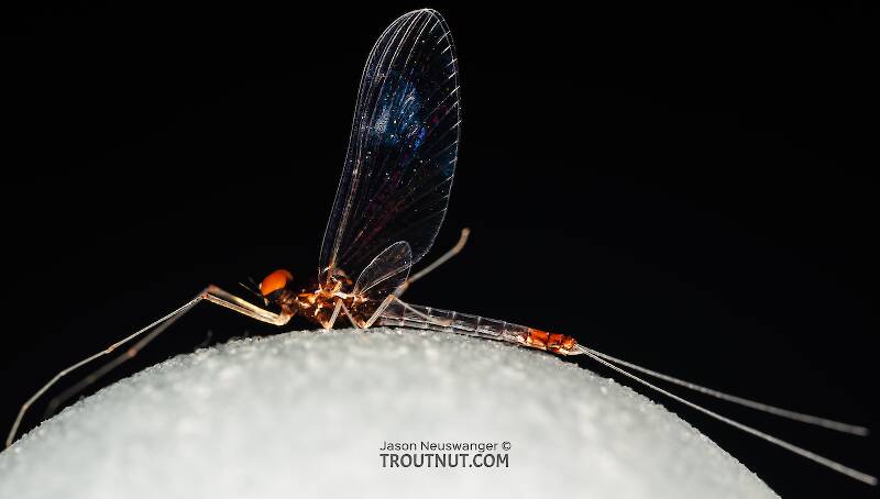 Lateral view of a Male Paraleptophlebia sculleni (Leptophlebiidae) Mayfly Spinner from the Middle Fork Snoqualmie River in Washington
