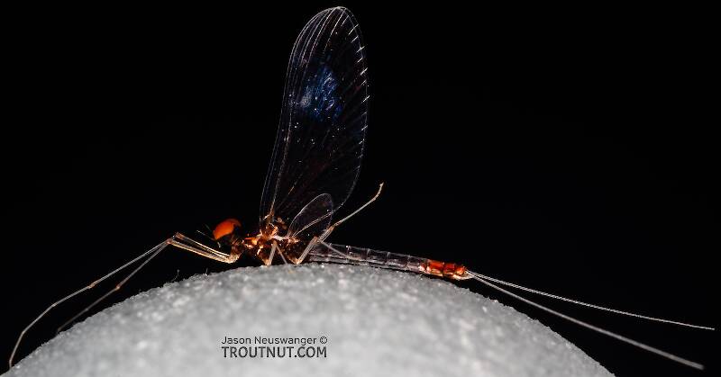 Male Paraleptophlebia sculleni (Leptophlebiidae) Mayfly Spinner from the Middle Fork Snoqualmie River in Washington