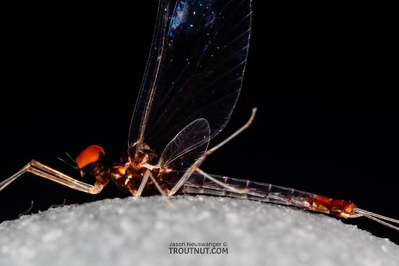 Male Paraleptophlebia sculleni (Leptophlebiidae) Mayfly Spinner from the Middle Fork Snoqualmie River in Washington
