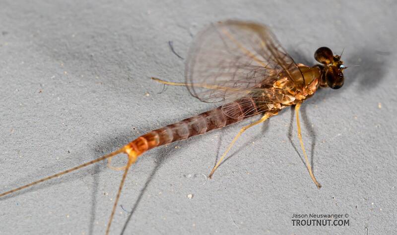 Dorsal view of a Male Cinygmula par (Heptageniidae) Mayfly Spinner from Mystery Creek #249 in Washington