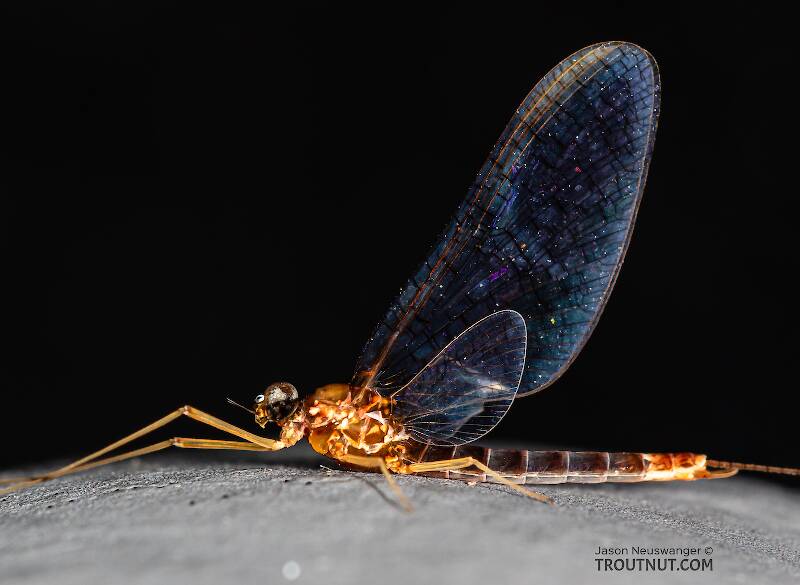 Lateral view of a Male Cinygmula par (Heptageniidae) Mayfly Spinner from Mystery Creek #249 in Washington