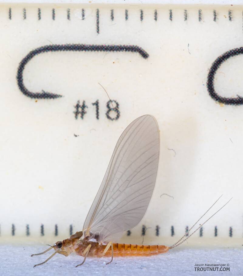 Ruler view of a Female Ephemerella excrucians (Ephemerellidae) (Pale Morning Dun) Mayfly Dun from Mystery Creek #249 in Washington The smallest ruler marks are 1 mm.