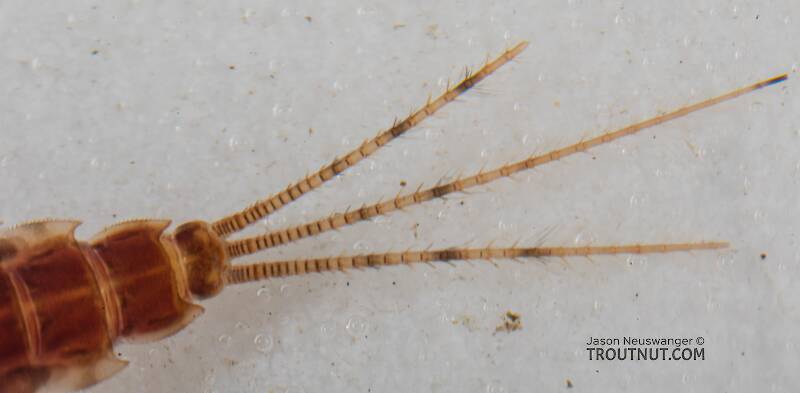 Male Ephemerella excrucians (Ephemerellidae) (Pale Morning Dun) Mayfly Nymph from Mystery Creek #249 in Washington