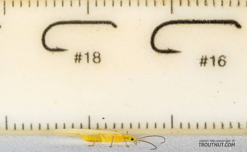 Ruler view of a Female Suwallia pallidula (Chloroperlidae) (Sallfly) Stonefly Adult from Mystery Creek #249 in Washington The smallest ruler marks are 1 mm.