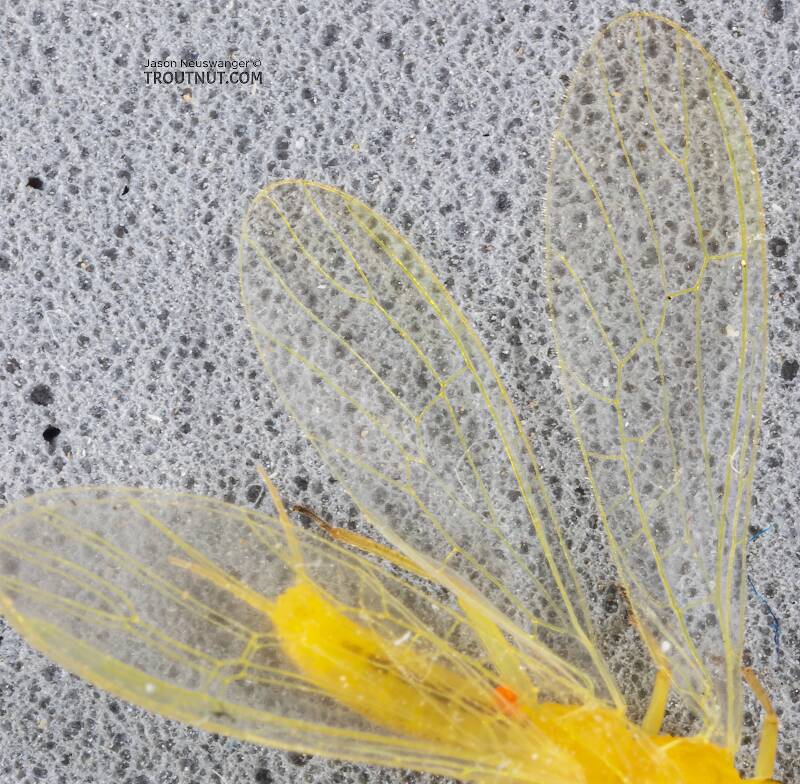 Female Suwallia pallidula (Chloroperlidae) (Sallfly) Stonefly Adult from Mystery Creek #249 in Washington