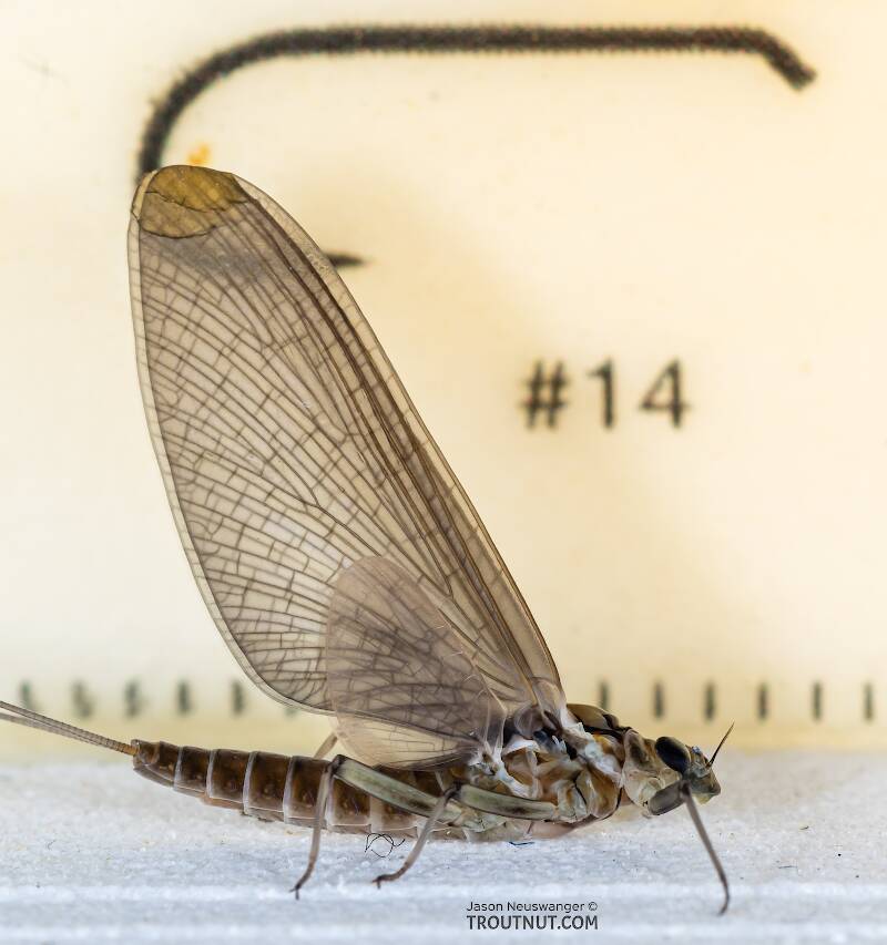Ruler view of a Female Rhithrogena hageni (Heptageniidae) (Western Black Quill) Mayfly Dun from Mystery Creek #249 in Washington The smallest ruler marks are 1 mm.