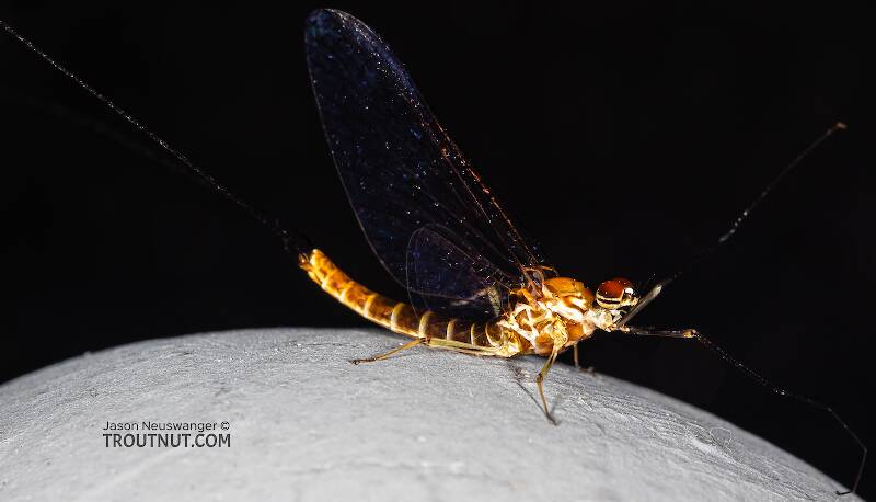 Lateral view of a Male Rhithrogena hageni (Heptageniidae) (Western Black Quill) Mayfly Spinner from Mystery Creek #249 in Washington