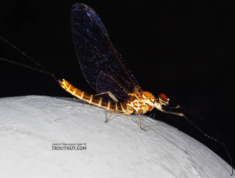 Male Rhithrogena hageni (Heptageniidae) (Western Black Quill) Mayfly Spinner from Mystery Creek #249 in Washington