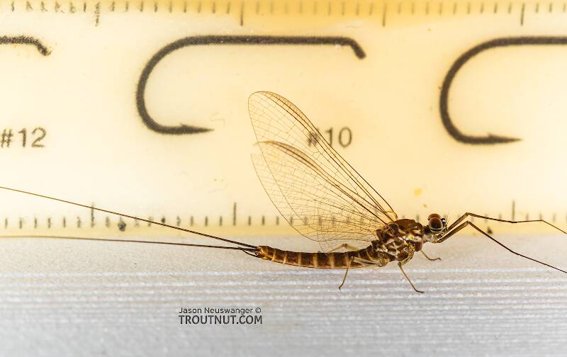 Ruler view of a Male Rhithrogena hageni (Heptageniidae) (Western Black Quill) Mayfly Spinner from Mystery Creek #249 in Washington The smallest ruler marks are 1 mm.