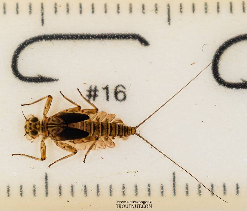 Ruler view of a Epeorus longimanus (Heptageniidae) (Slate Brown Dun) Mayfly Nymph from Mystery Creek #249 in Washington The smallest ruler marks are 1 mm.