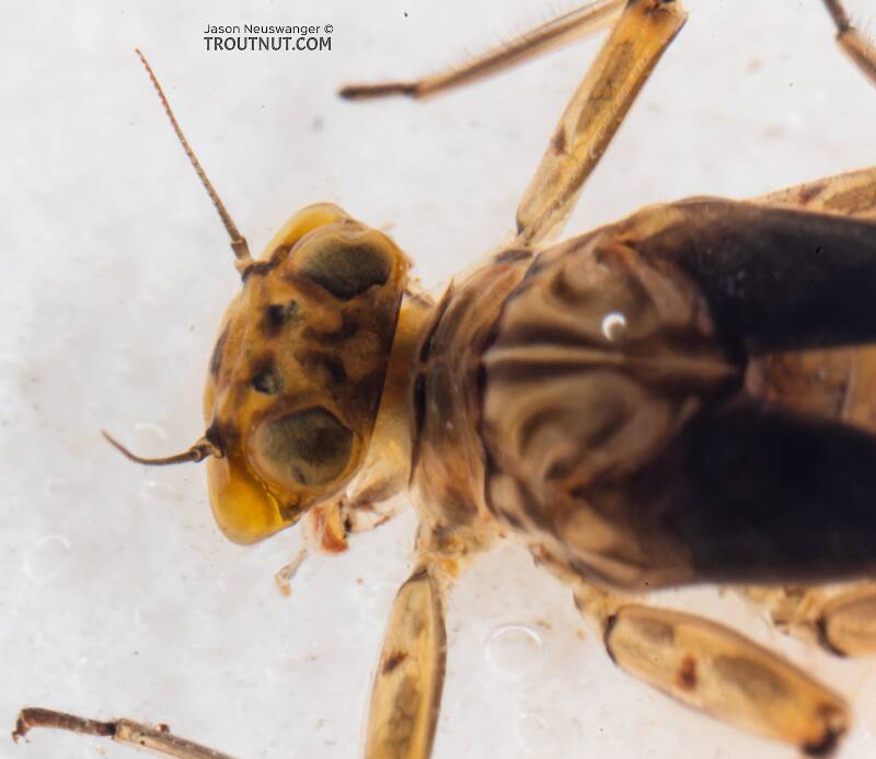 Epeorus longimanus (Heptageniidae) (Slate Brown Dun) Mayfly Nymph from Mystery Creek #249 in Washington