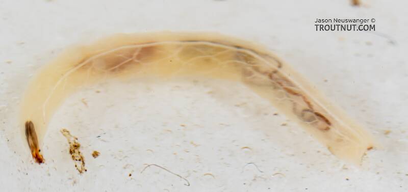 Dolichopodidae True Fly Larva from Mystery Creek #249 in Washington