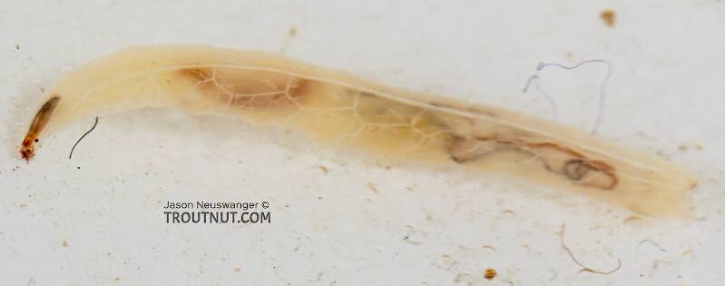 Dolichopodidae True Fly Larva from Mystery Creek #249 in Washington
