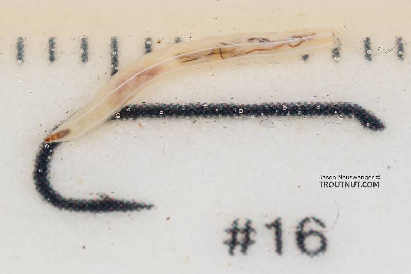 Ruler view of a Dolichopodidae True Fly Larva from Mystery Creek #249 in Washington The smallest ruler marks are 1 mm.