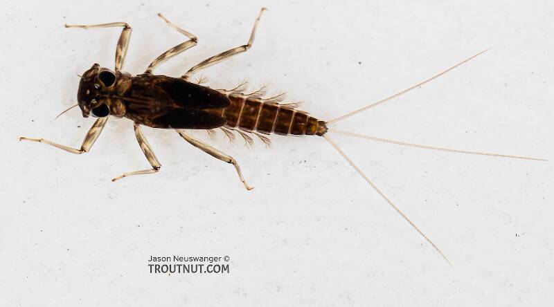 Dorsal view of a Cinygmula (Heptageniidae) (Dark Red Quill) Mayfly Nymph from the Dosewallips River in Washington