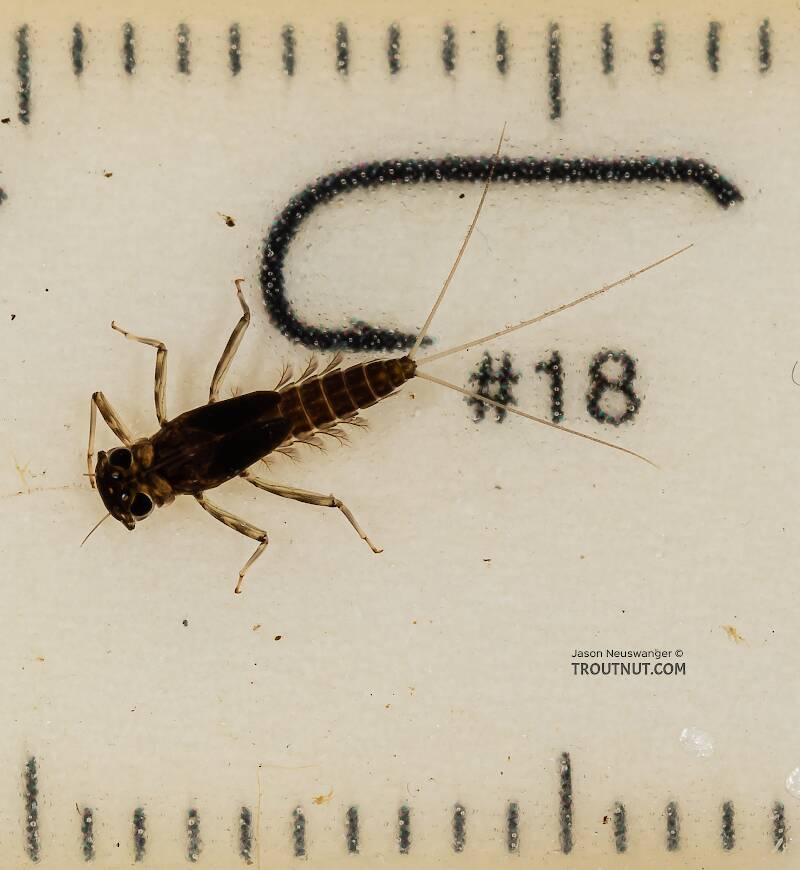 Ruler view of a Cinygmula (Heptageniidae) (Dark Red Quill) Mayfly Nymph from the Dosewallips River in Washington The smallest ruler marks are 1 mm.