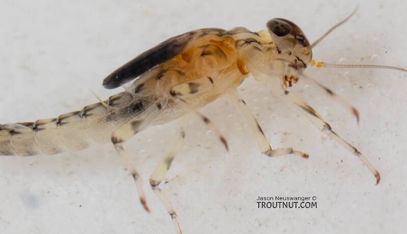Male Baetis flavistriga (Baetidae) (BWO) Mayfly Nymph from the Dosewallips River in Washington