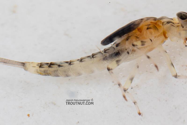 Lateral view of a Male Baetis flavistriga (Baetidae) (BWO) Mayfly Nymph from the Dosewallips River in Washington