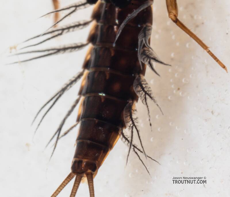Neoleptophlebia memorialis (Leptophlebiidae) Mayfly Nymph from the Dosewallips River in Washington