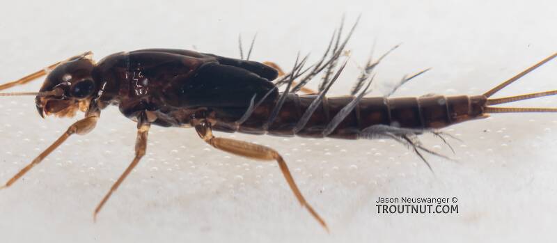 Lateral view of a Neoleptophlebia memorialis (Leptophlebiidae) Mayfly Nymph from the Dosewallips River in Washington