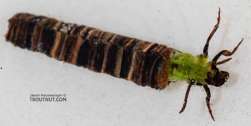 Brachycentrus americanus (Brachycentridae) (American Grannom) Caddisfly Larva from the Dosewallips River in Washington