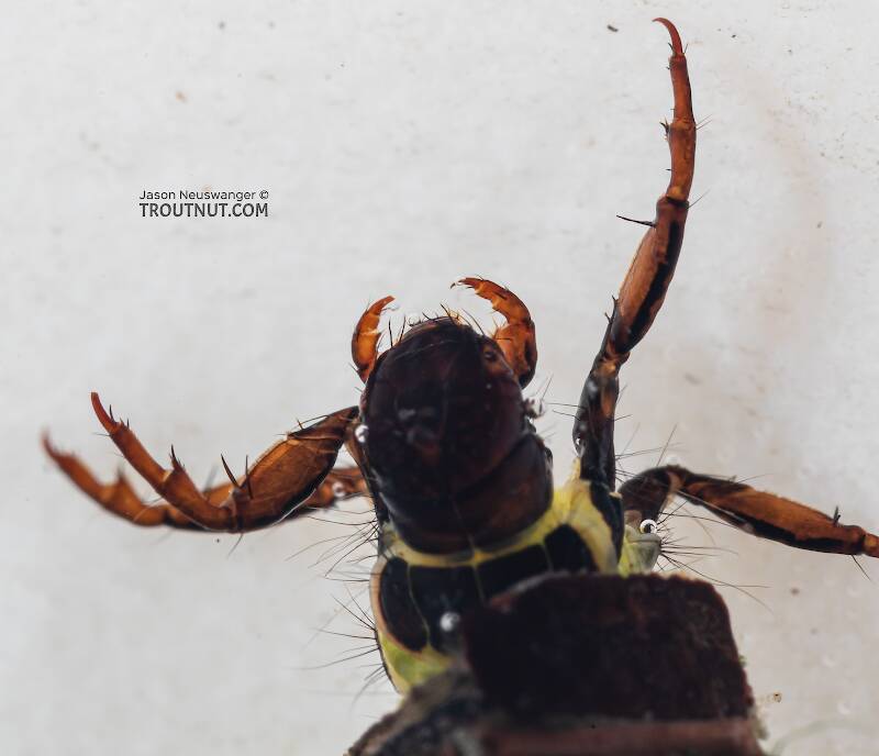 Brachycentrus americanus (Brachycentridae) (American Grannom) Caddisfly Larva from the Dosewallips River in Washington