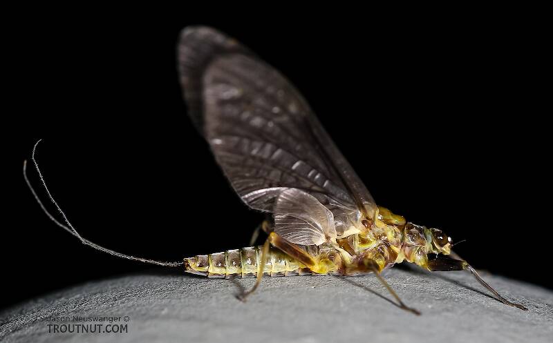 Female Drunella flavilinea (Ephemerellidae) (Flav) Mayfly Dun from the Henry's Fork of the Snake River in Idaho
