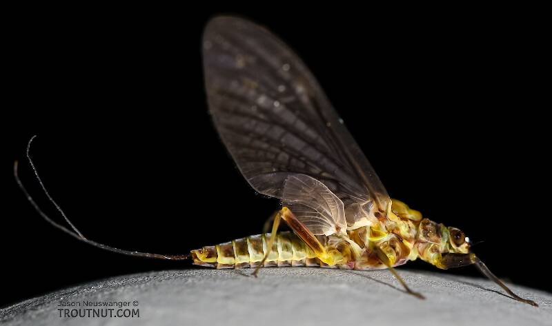 Lateral view of a Female Drunella flavilinea (Ephemerellidae) (Flav) Mayfly Dun from the Henry's Fork of the Snake River in Idaho