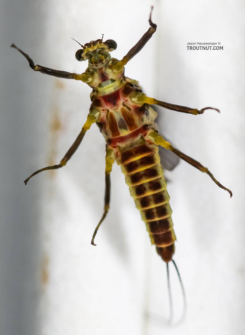 Ventral view of a Female Drunella flavilinea (Ephemerellidae) (Flav) Mayfly Dun from the Henry's Fork of the Snake River in Idaho
