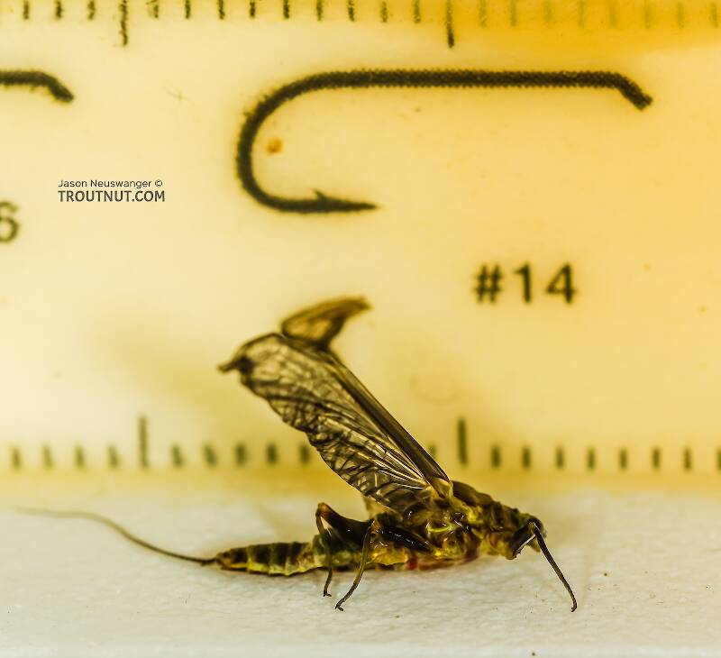 I accidentally preserved this one in alcohol before remembering to do the length measurements, so I fished it out of the drink for this photo.

Ruler view of a Female Drunella flavilinea (Ephemerellidae) (Flav) Mayfly Dun from the Henry's Fork of the Snake River in Idaho The smallest ruler marks are 1 mm.