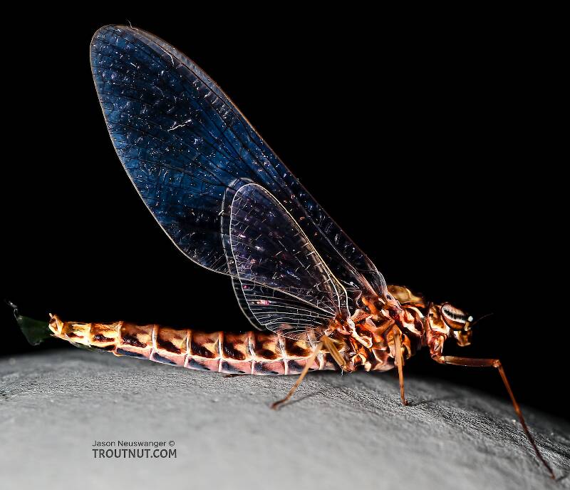 Lateral view of a Female Siphlonurus occidentalis (Siphlonuridae) (Gray Drake) Mayfly Spinner from the Henry's Fork of the Snake River in Idaho